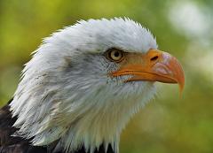 bald eagle head