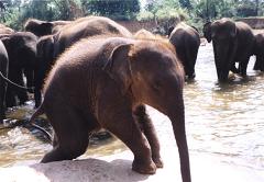 elephant calf