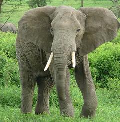 elephant in tanzania