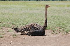 female ostrich incubating eggs