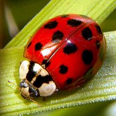 ladybug on leaf