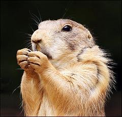 Prairie Dog