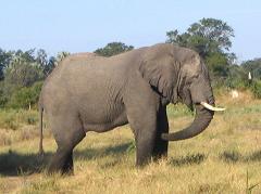 african elephant in botswana