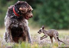 baby kangaroo and dog
