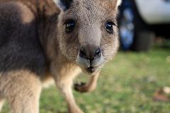 baby kangaroo