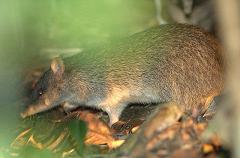 bandicoot in the grass at night