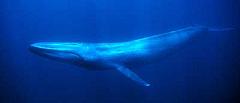 blue whale biggest animal in the world ever to have lived on earth