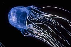 australian box jellyfish