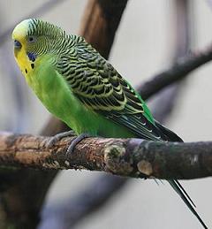 budgie