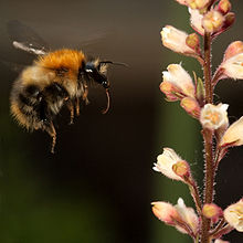 flight of the bumblebee