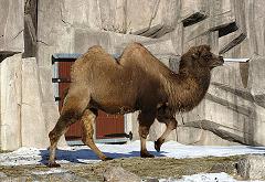 bactrian camel