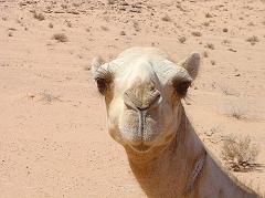 camel head