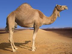 camel hump