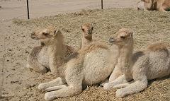 camel calves in dubai