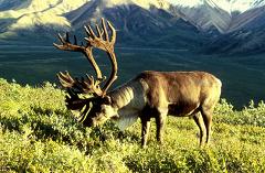 caribou in the wild