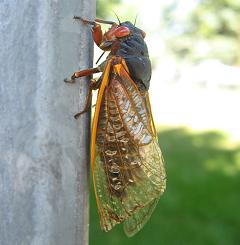 17-year cicada