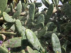 cochineal on cacti in La Palma