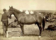 captain miles keogh's horse comanche