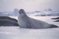 cute crabeater seal