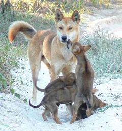 dingo with pups