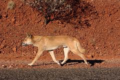 australian dingo