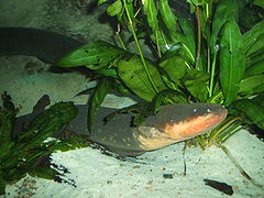 electric eel