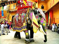 elephant in india