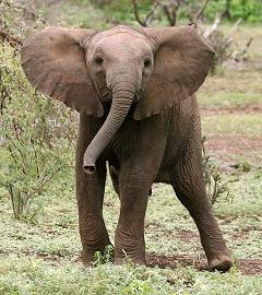 flappy ears elephant