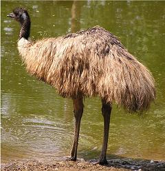 emu