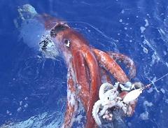 giant squid