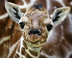 baby giraffe