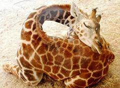 giraffe sleeping