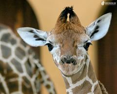 giraffe at the berlin zoo