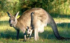 kangaroo with joey in pouch