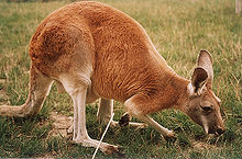 red kangaroo