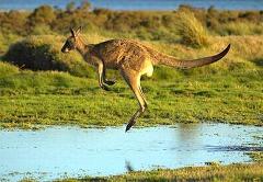 kangaroo hopping