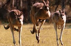 kangaroos hopping