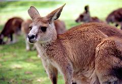 kangaroo