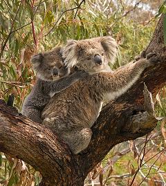 koala bear and joey