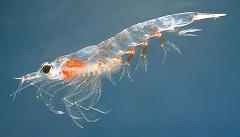 What is Krill, Where does it come from, and What kind of Shrimp or