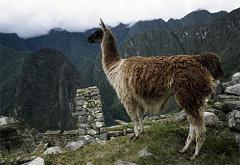 llama near ruins