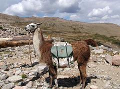 llama carrying a load