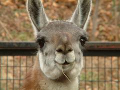 llamas spit when threatened