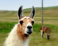 llamas eat hay grass and grain