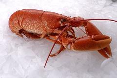 lobster cooked or frozen sir