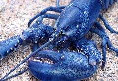 rare blue lobster