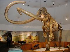 mammoths are extinct megafauna