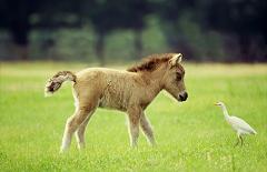 miniature horse and bird