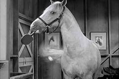 mister ed tv show