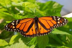 monarch butterfly